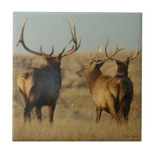 E28 Bull Elk Tile