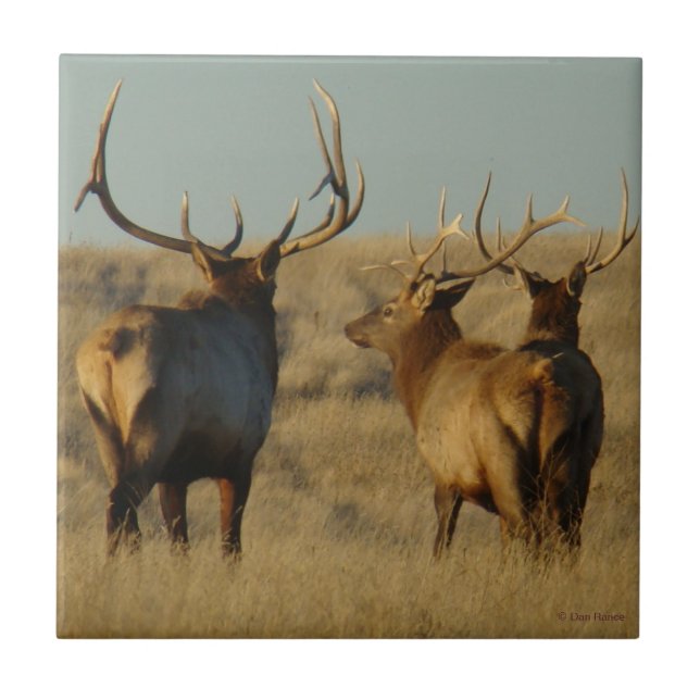 E28 Bull Elk Tile (Front)