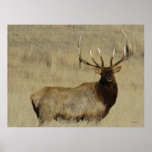 E30 Bull Elk Big Bull Poster