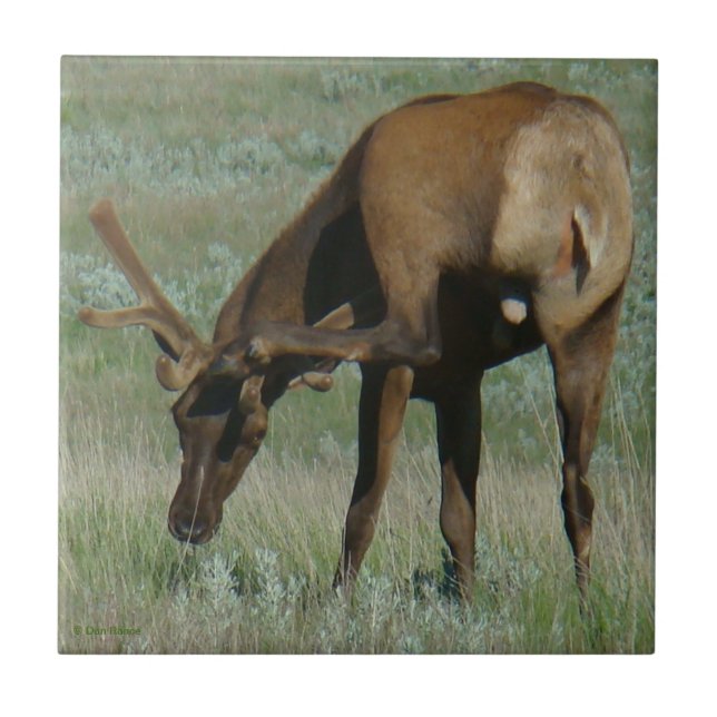 E32 Bull Elk Scratching Ceramic Tile (Front)