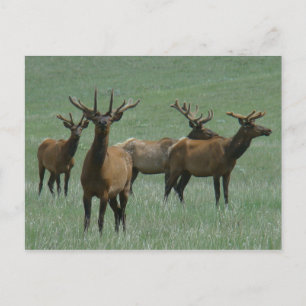 E33 Bull Elk in Velvet Postcard