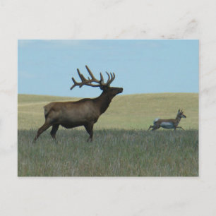 E34 Bull Elk and Pronghorn Antelope Postcard