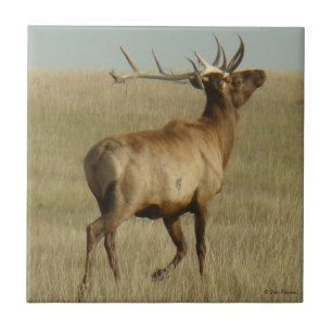 E35 Bull Elk Grass in Horns Ceramic Tile