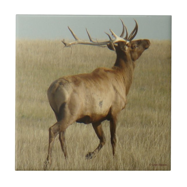 E35 Bull Elk Grass in Horns Ceramic Tile (Front)
