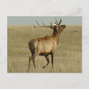 E35 Bull Elk Grass in Horns Postcard