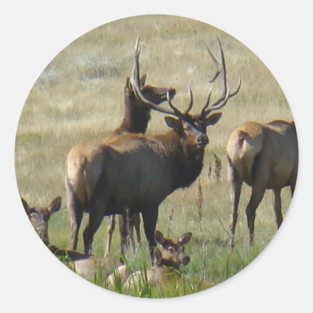 E36 Bull Elk and Cows Classic Round Sticker (Front)