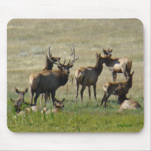 E36 Bull Elk and Cows Mouse Pad