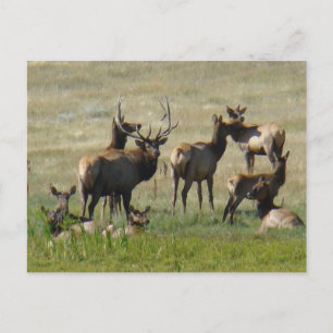 E36 Bull Elk and Cows Postcard
