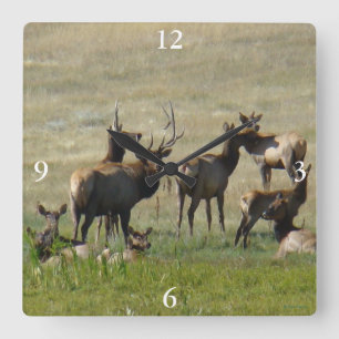 E36 Elk Herd at Water Hole Square Wall Clock