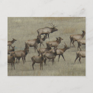 E37 Bull Elk with Cows Postcard