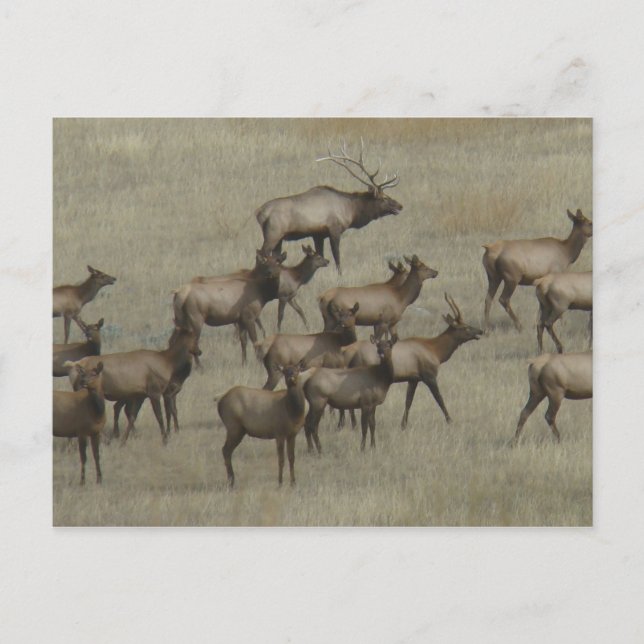 E37 Bull Elk with Cows Postcard (Front)