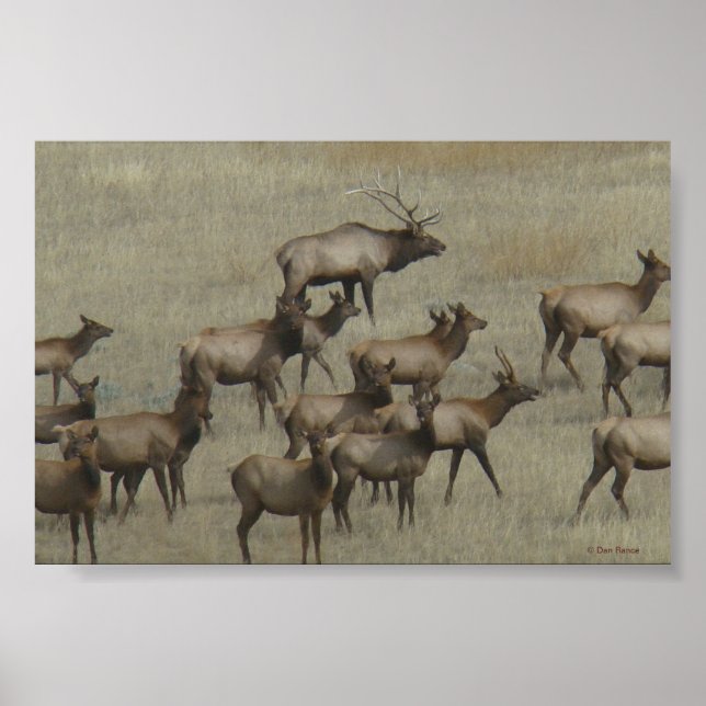 E37 Bull Elk with Cows Poster (Front)