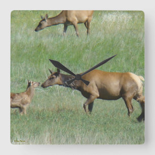 E3 Cow Elk and Calf Nose to Nose Square Wall Clock