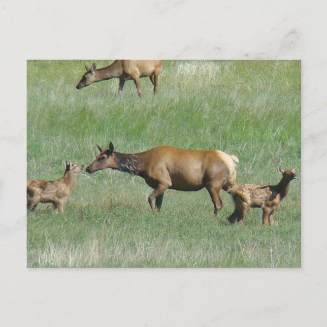 E3 Cow Elk and Calves Postcard (Front)