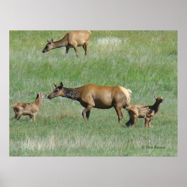 E3 Cow Elk and Calves Poster (Front)