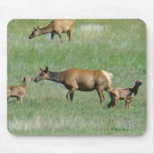 E3 Cow Elk and Young Mouse Pad