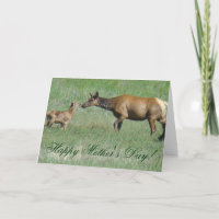 E3a Cow Elk and Calf Nose to Nose