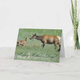 E3a Cow Elk and Calf Nose to Nose Card