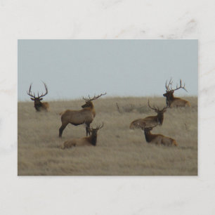 E41 Bull Elk Laying Postcard