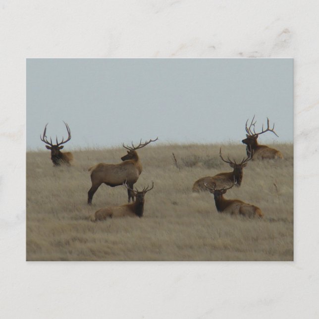 E41 Bull Elk Laying Postcard (Front)