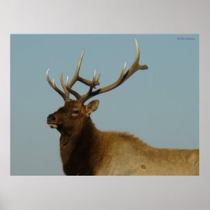 E42 Young Bull Elk Poster