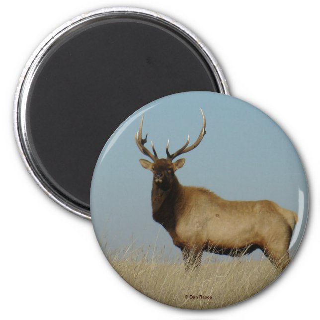 E43 Bull Elk Magnet (Front)
