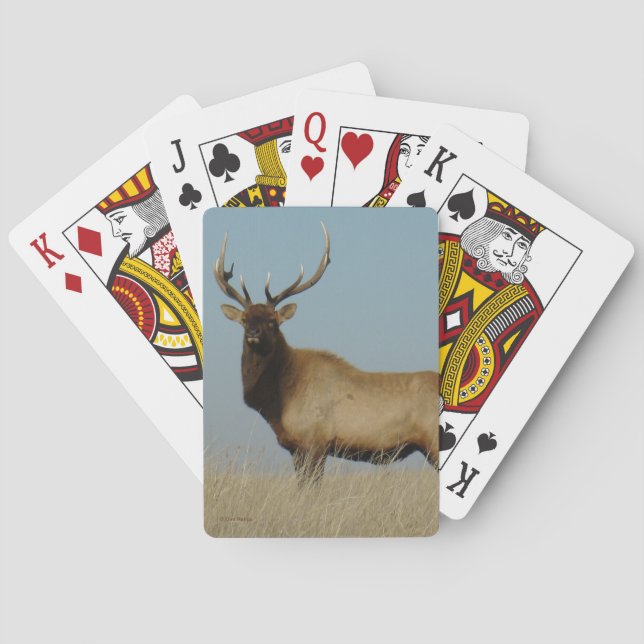 E43 Bull Elk Sky Lined Playing Cards (Back)