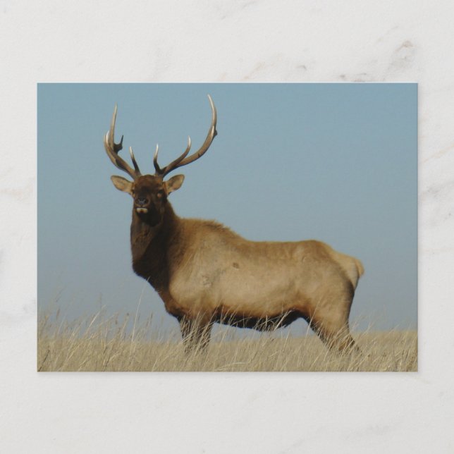 E43 Bull Elk Sky Lined Postcard (Front)
