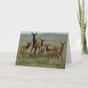 E44 Cow Elk and Calves Card