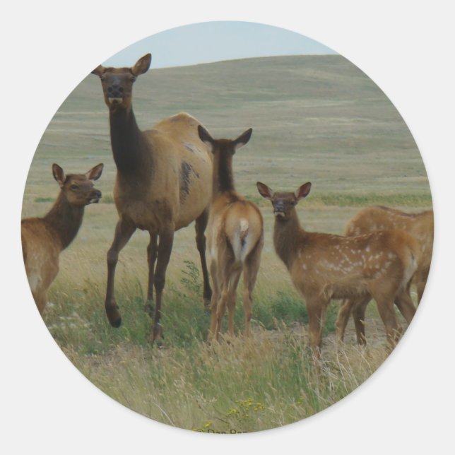 E44 Cow Elk and Calves Classic Round Sticker (Front)