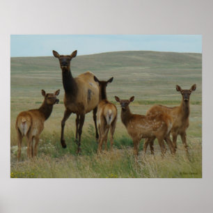 E44 Cow Elk and Calves Poster