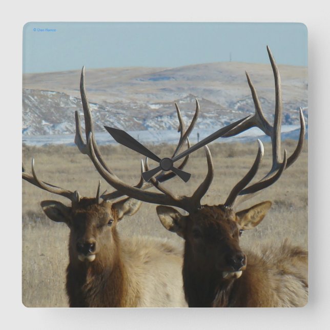 E45 Bull Elk Close Up Square Wall Clock (Front)