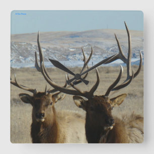 E45 Bull Elk Close Up Square Wall Clock
