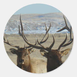 E45 Bull Elk Heads Classic Round Sticker
