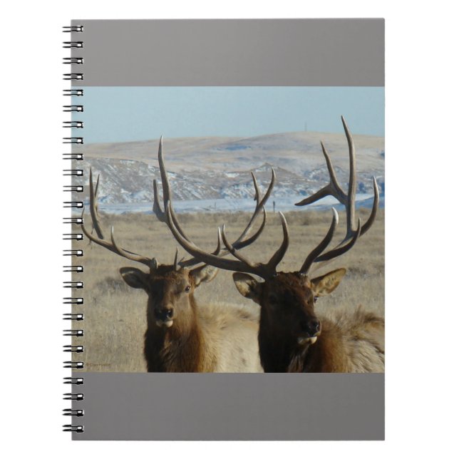 E45 Bull Elk Heads Notebook (Front)