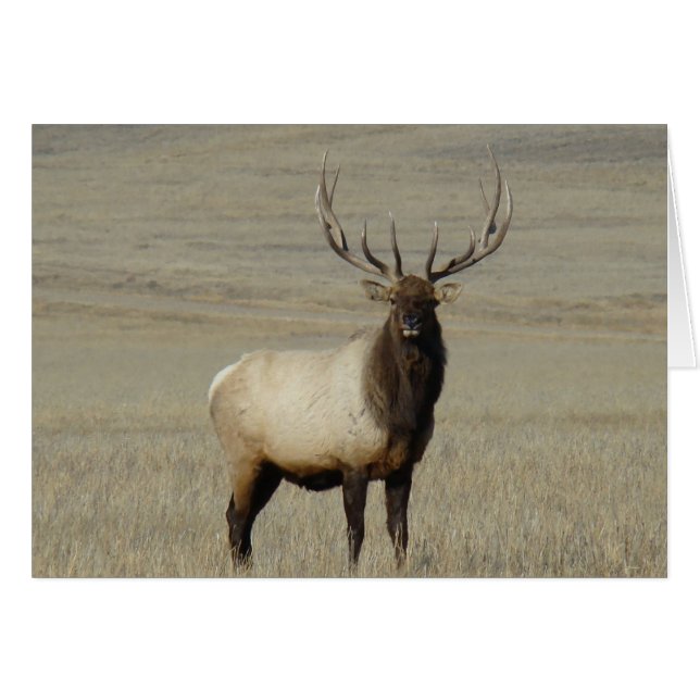E46 Bull Elk Big Bull (Front Horizontal)