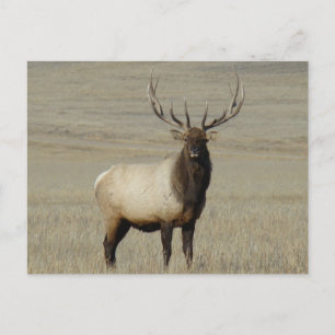 E46 Bull Elk Big Bull Postcard