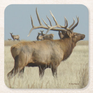 E4 Bull Elk Big Bull Square Paper Coaster