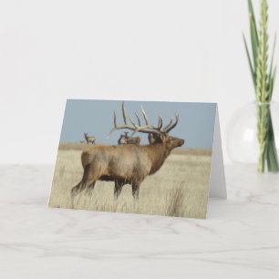 E4 Bull Elk Herd Boss Card