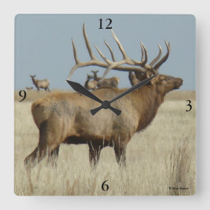 E4 Bull Elk herd boss Square Wall Clock