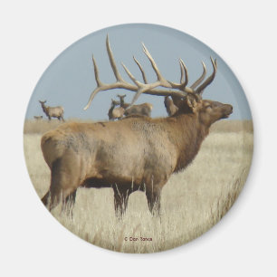 E4 Bull Elk Herd Master Magnet