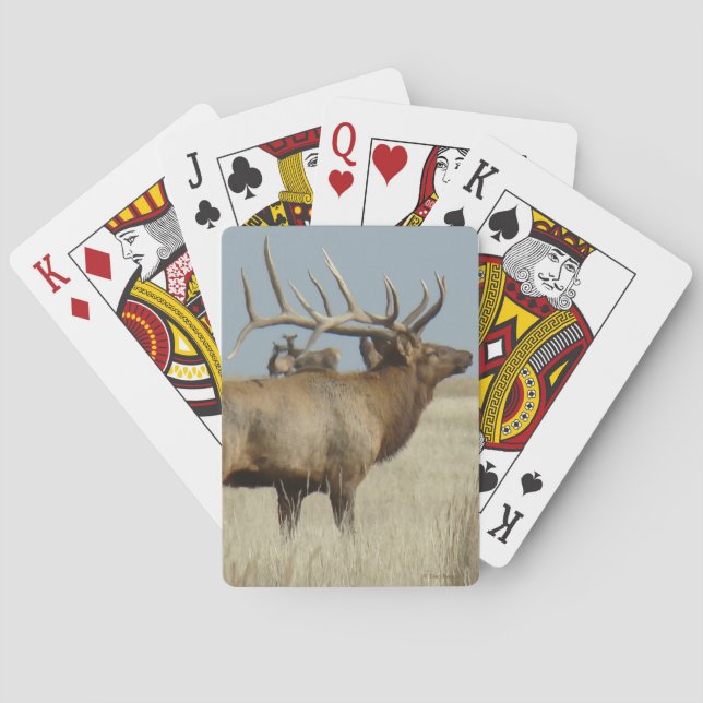E4 Bull Elk Herd Master Playing Cards (Back)