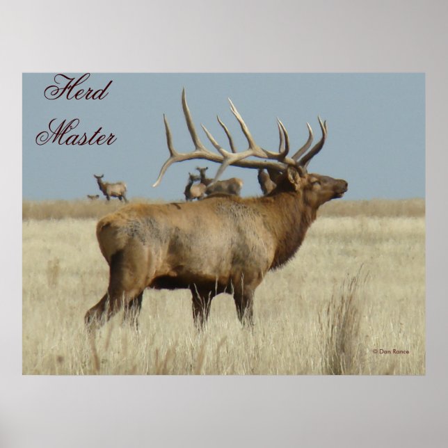 E4 Bull Elk Herd Master Poster (Front)