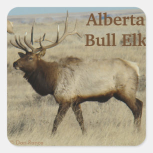 E55 Bull Elk Big Bull Square Sticker