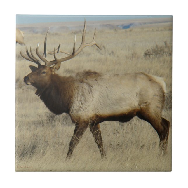 E55 Bull Elk Ceramic Tile (Front)