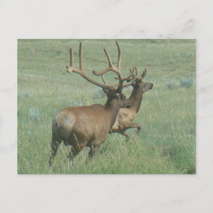 E56 Bull Elk in Velvet Postcard