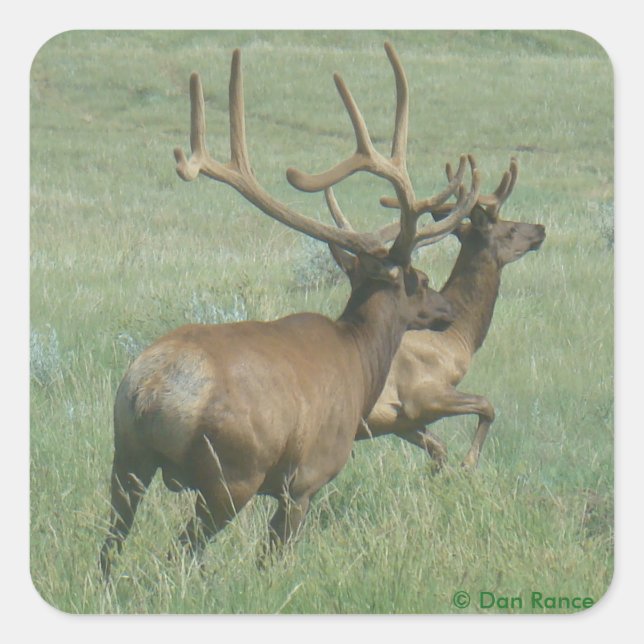 E56 Bull Elk in Velvet Square Sticker (Front)