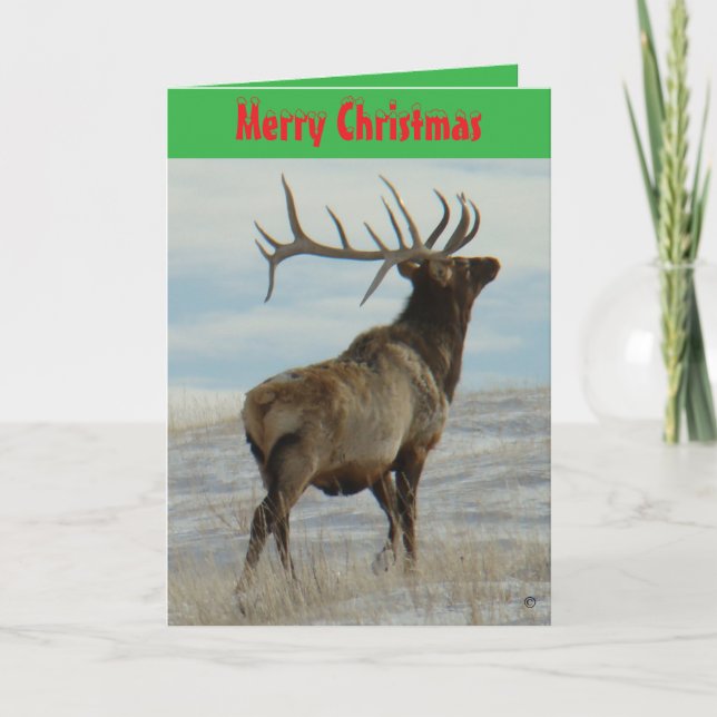 E58 Big Bull Elk On Snow Christmas Card (Front)