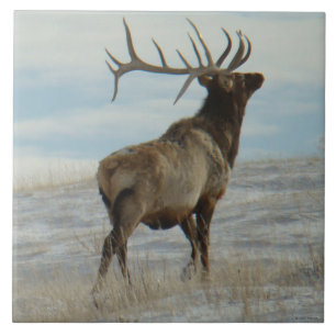 E58 Bull Elk Lucky 13 Bull Ceramic Tile