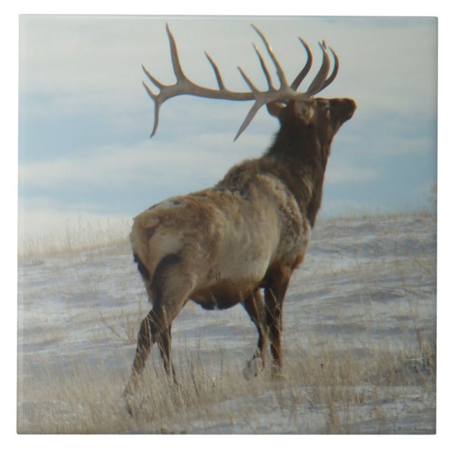 E58 Bull Elk Lucky 13 Bull Ceramic Tile (Front)